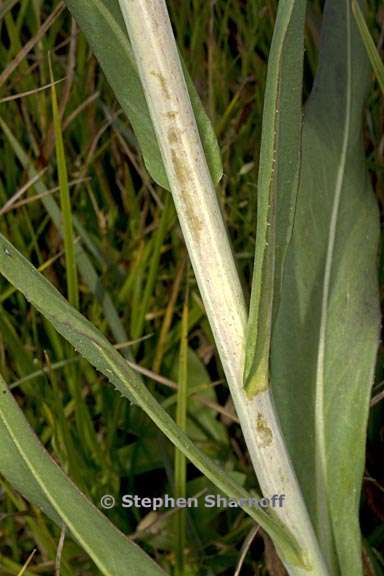 senecio hydrophilus 7 graphic